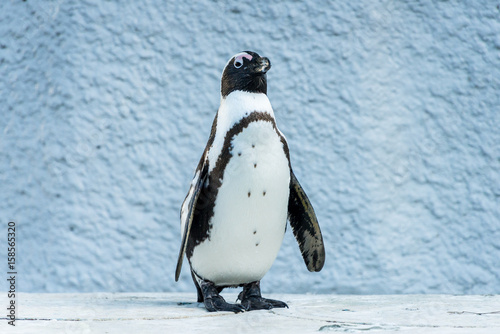 Humboldt Penguin - フンボルトペンギン２