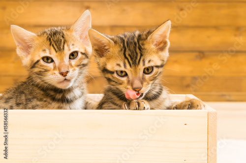 Two kittens in a wooden box look at you