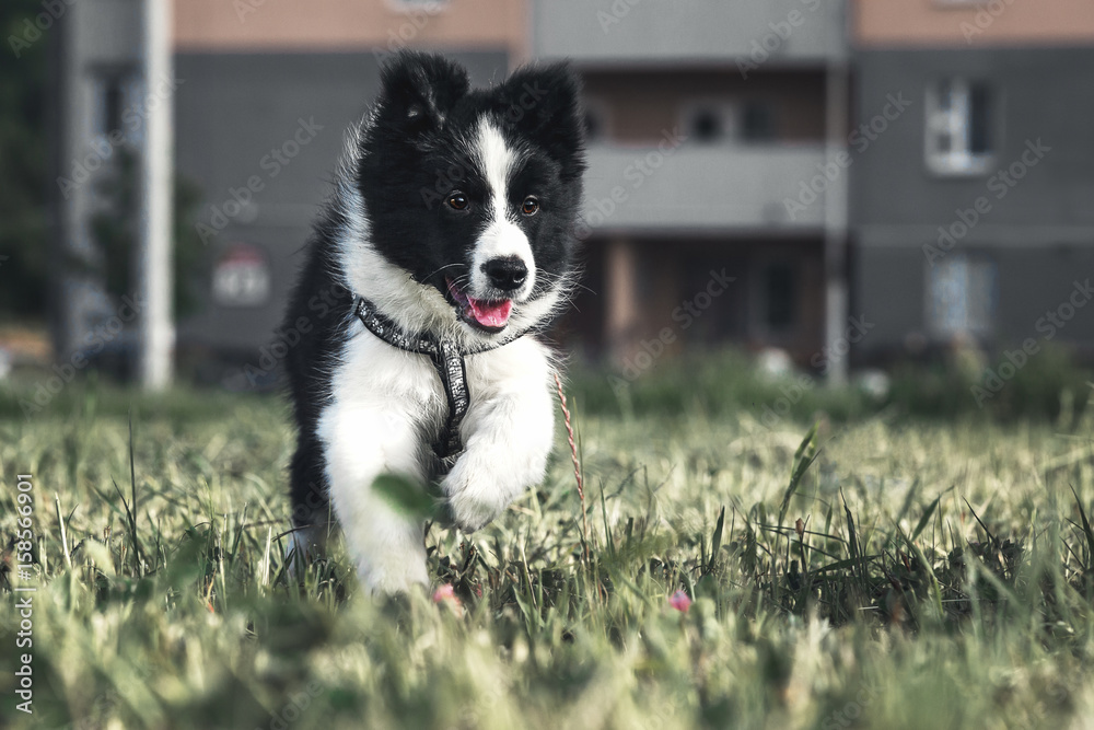 Puppy Border Collie is playing on the lawn
