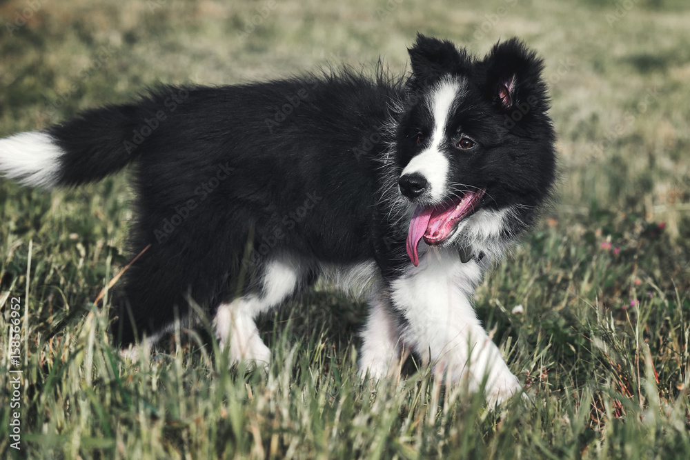 Puppy Border Collie is playing on the lawn Puppy Border Collie is playing on the lawn