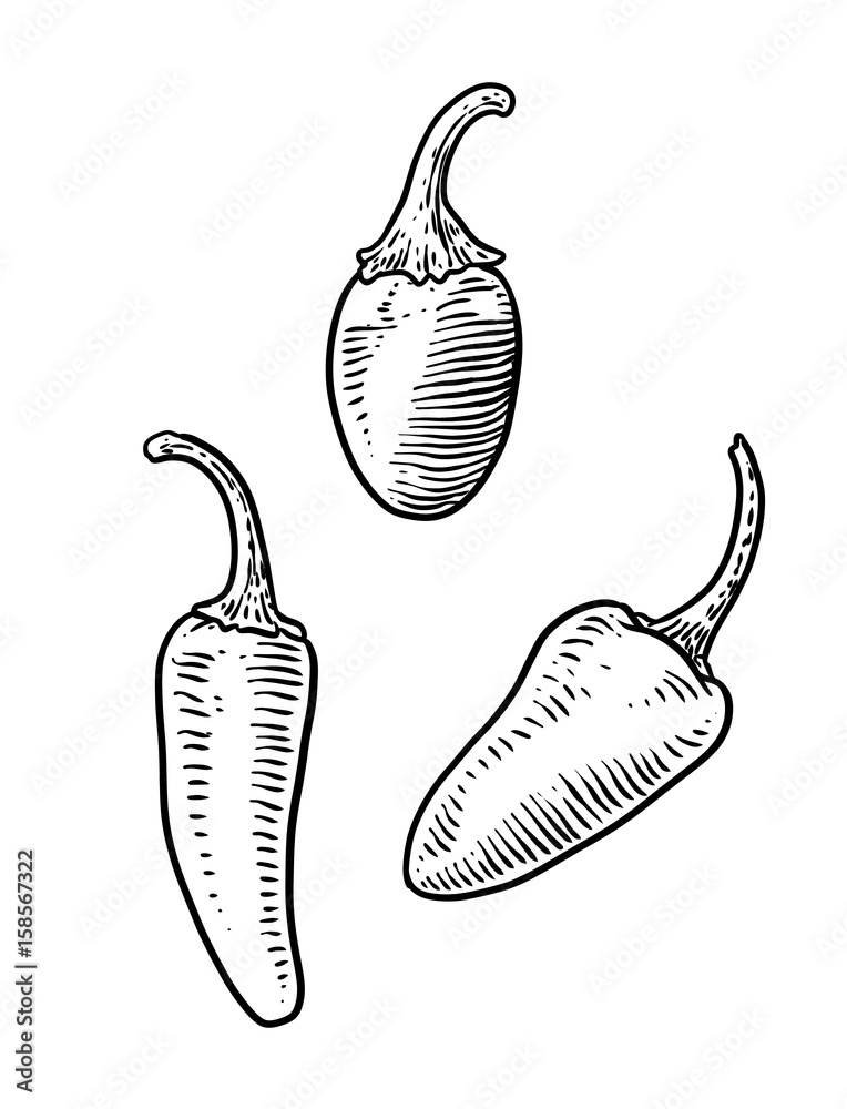 jalapeños illustration, drawing, engraving, ink, line art, vector Stock