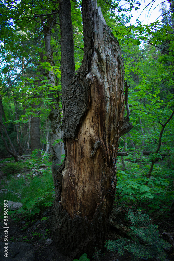 stripped_bark_upright_tree_II