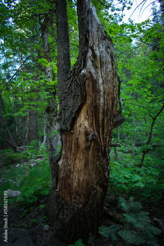 stripped_bark_upright_tree_II