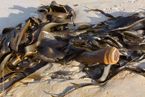 Bull kelp (Bullwhip kelp) washed ashore showing cylindrical stipe in Tasmania, Australia. photo