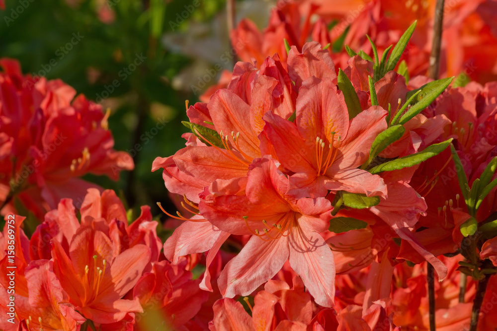 orange flowers of rhododendron closeup on a bed