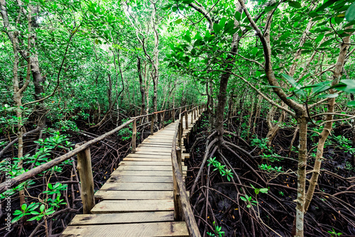 beautiful view of wooden walkway in african green rainforest