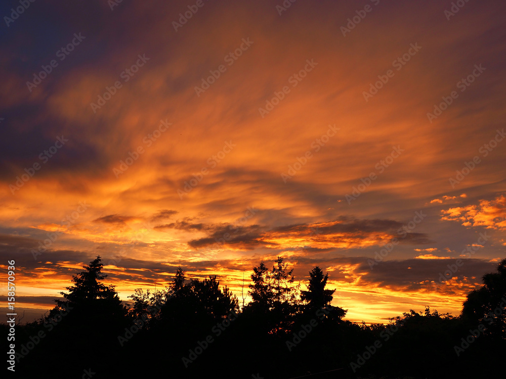 Vibrant orange sunset with silhouette of trees.