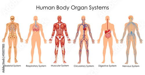 Medical Education Chart of Biology for Human Body Organ System Diagram Fototapeta
