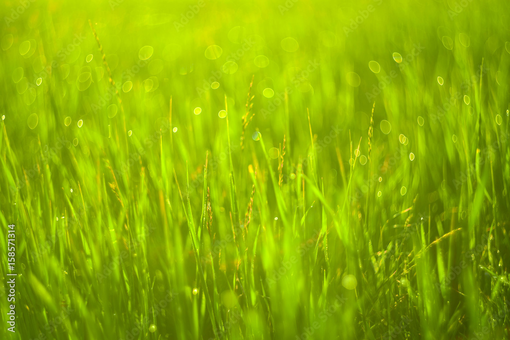 Green grass and drops of morning dew Green grass and drops of morning dew