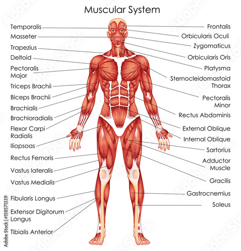 Fotografija Medical Education Chart of Biology for Muscular System Diagram