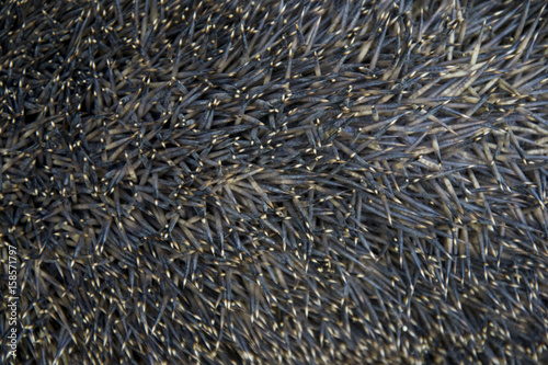 hedgehog spines texture