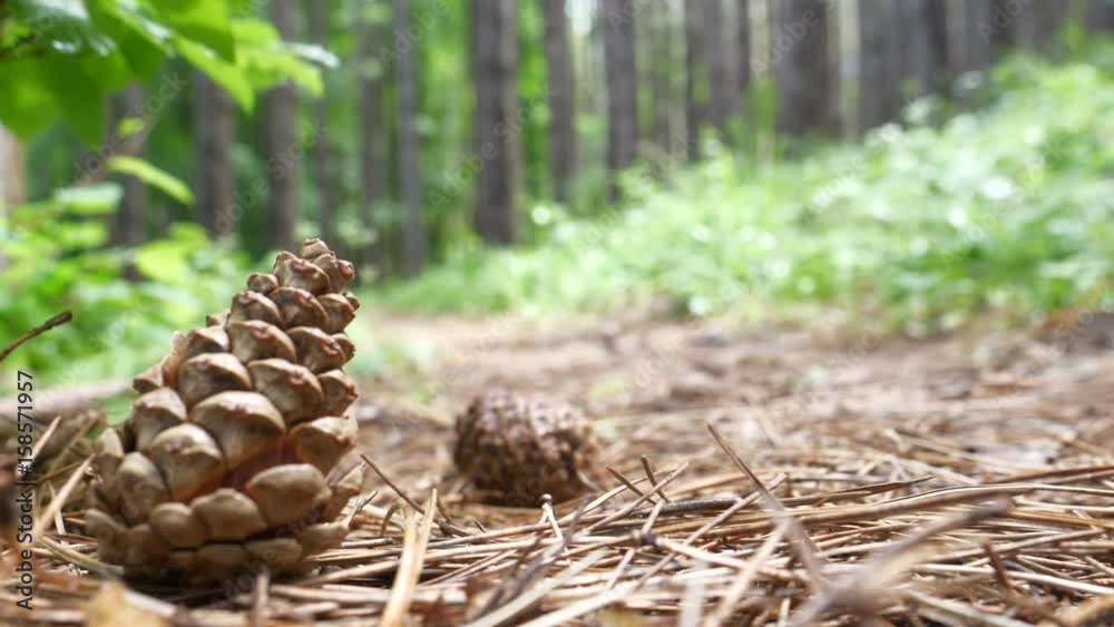 Fallen Pine Cones on the Ground Fallen Pine Cones on the Ground