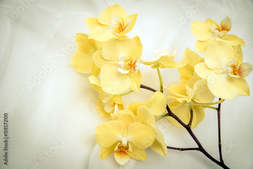  The branch of yellow orchids on white fabric background 
