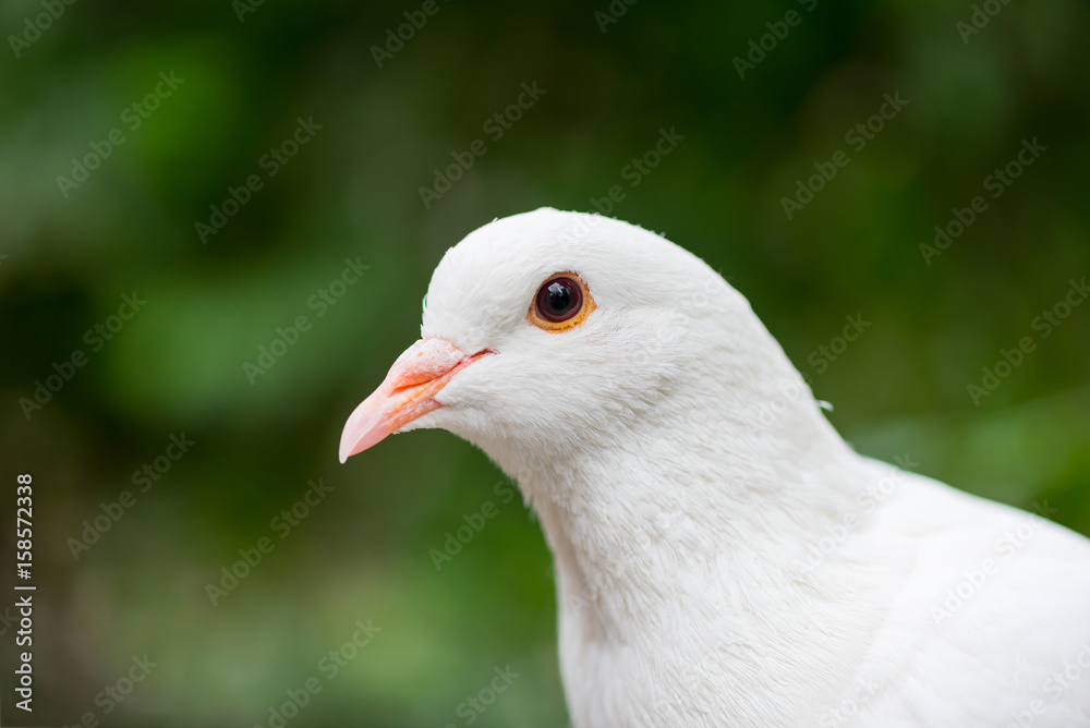 White dove looking at camera against green background White dove looking at camera against green background