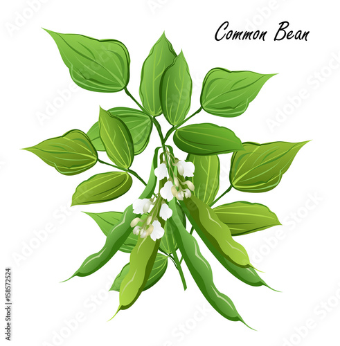 Bean  (Phaseolus vulgaris, common bean). Hand drawn vector illustration of bean plant with flowers and pods on white background.