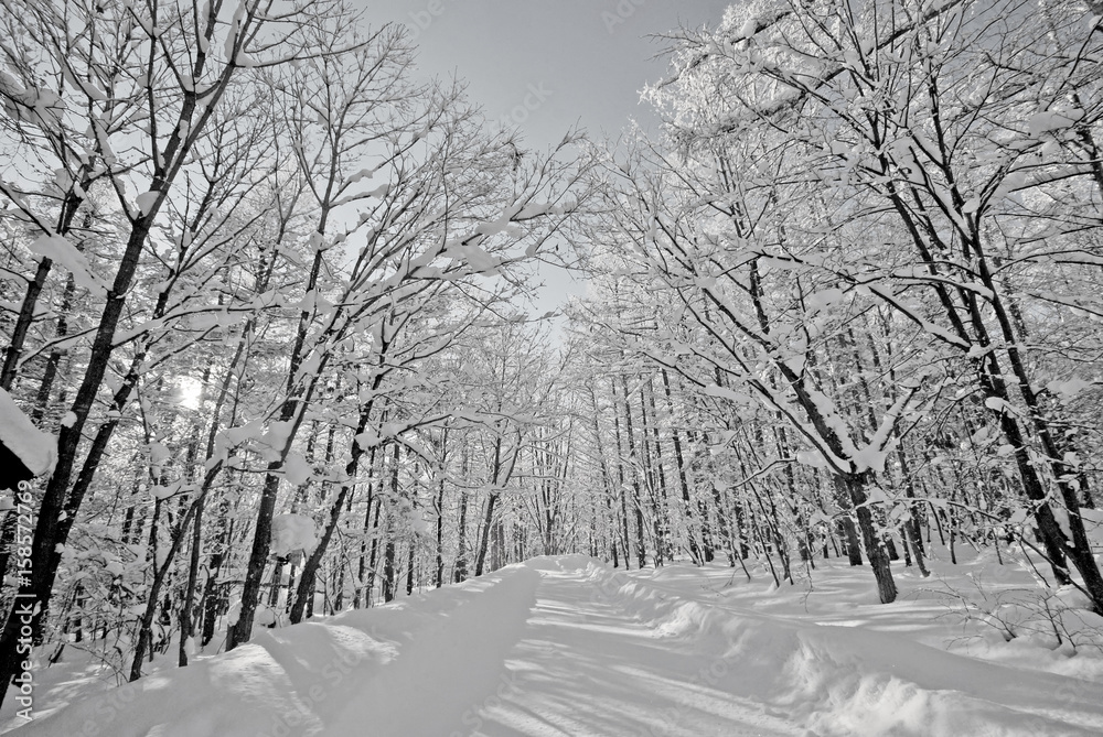 road in tree winter snow,snow tree road road in tree winter snow,snow tree road