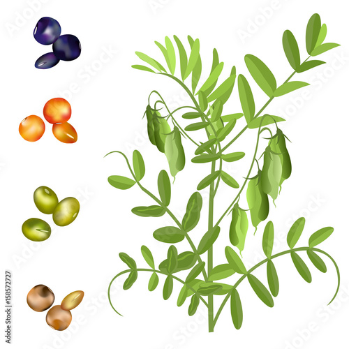 Lentil  (Lens culinaris). Hand drawn vector illustration of lentil plant with pods and set of seeds on white background.