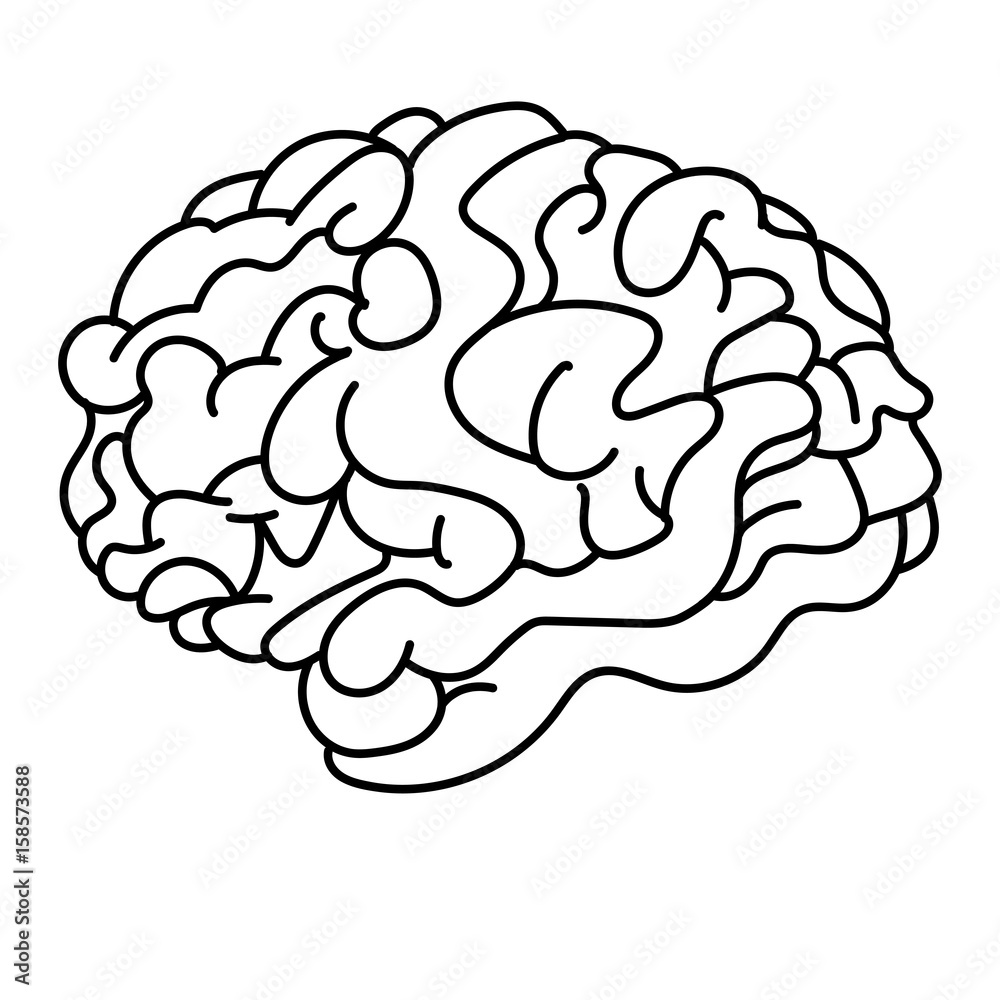 Brain line art, vector Brain line art, vector