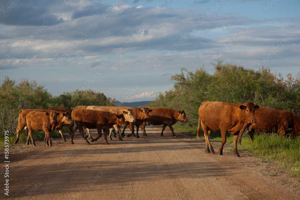 Cows crossing a road.Going for grazing. Cows crossing a road.Going for grazing.