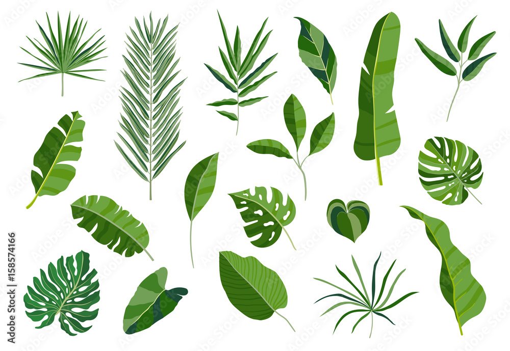 Set of tropical leaves. Different green leaf collection. Colorful vector illustration on white background in cartoon style.