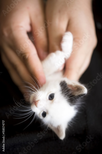 Yavru Kedi