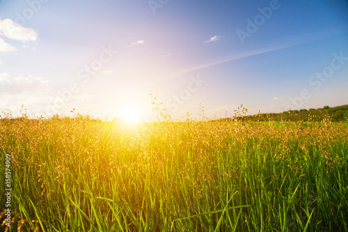 sunset and grass