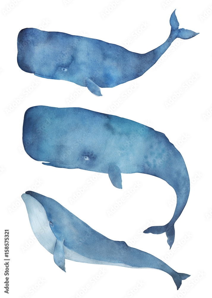 Obraz premium Watercolor whale set. Isolated illustration