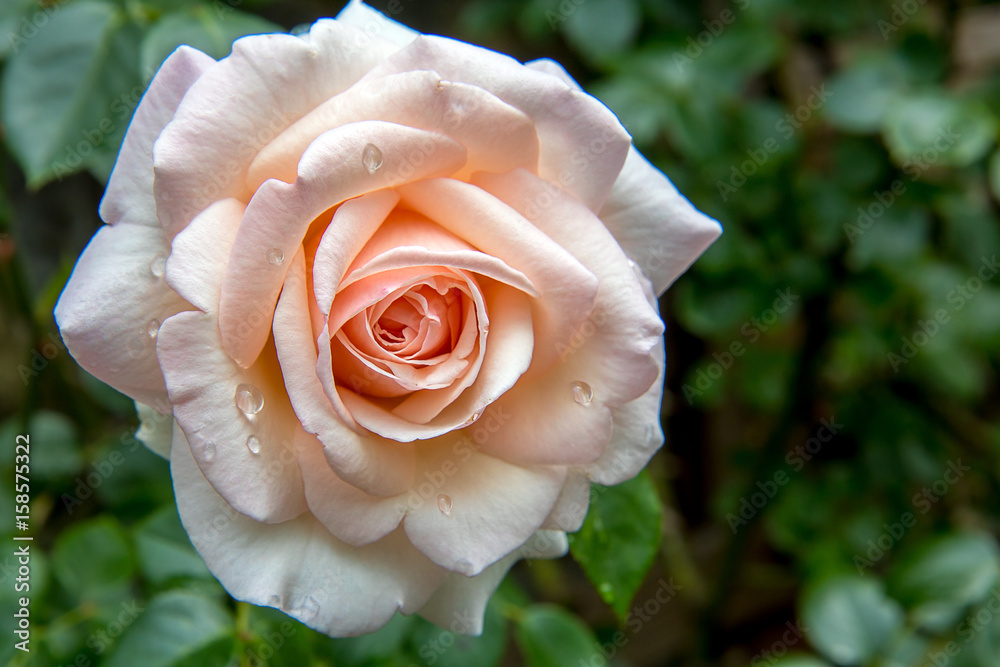 Flower pink rose with water drops Flower pink rose with water drops