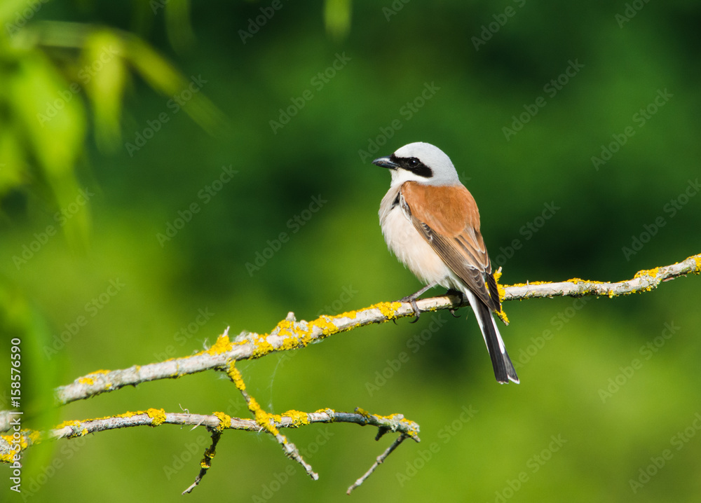 Obraz premium Red-backed shrike (Lanius collurio)