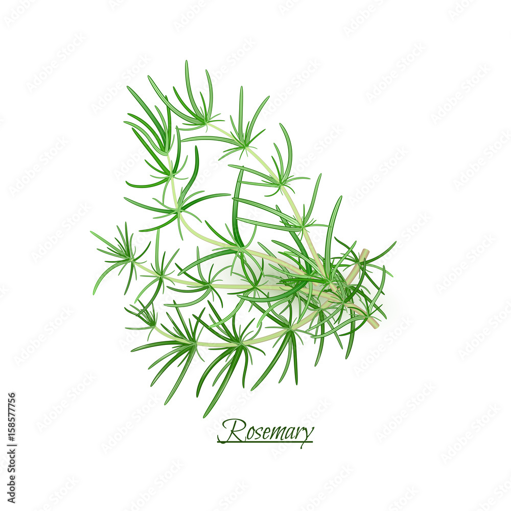 Obraz premium Sprigs of fresh delicious Rosemary in realistic style