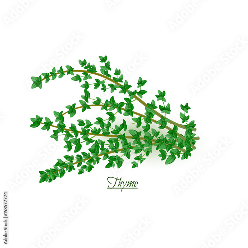 Sprigs of fresh delicious thyme in realistic style
