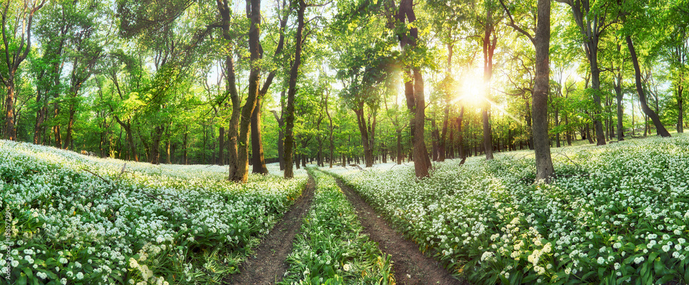 Obraz premium Panorama lasu zieleni krajobraz z białymi kwiatami i ścieżką