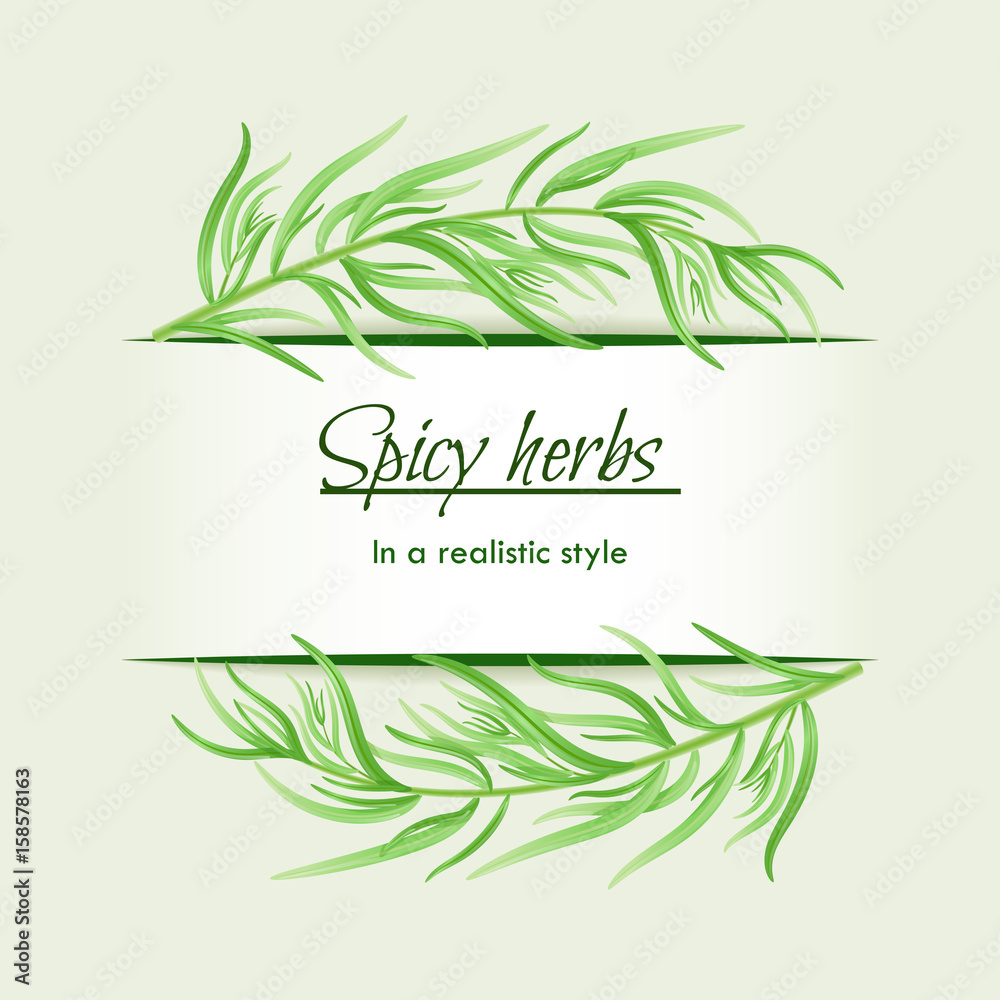 Spicy herbs in a realistic style, frame on background