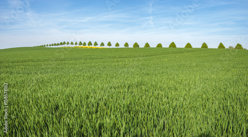 Panorama of spring, green field