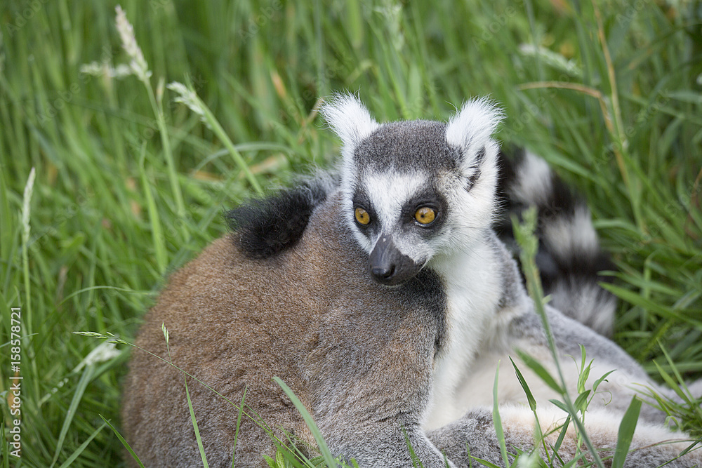 Obraz premium Famille de lémuriens
