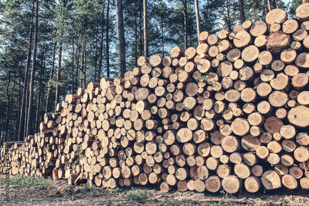 Trees chopped and stacked in forest