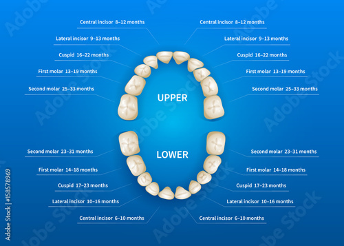 Children mouth with tooth numbering chart on blue