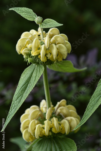 Phlomis fruticosa / Phlomis ligneux / Sauge de Jérusalem photo