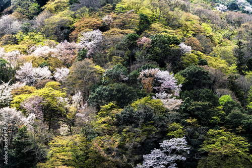 The natural background with green of trees