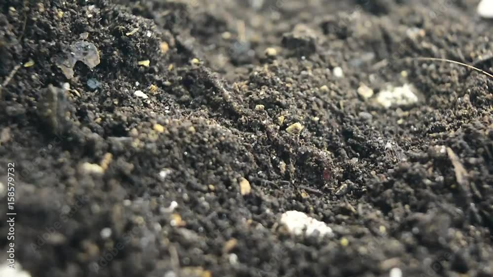 Earthworm lying on soil. Worms living under the ground. Earthworm lying on soil. Worms living under the ground.