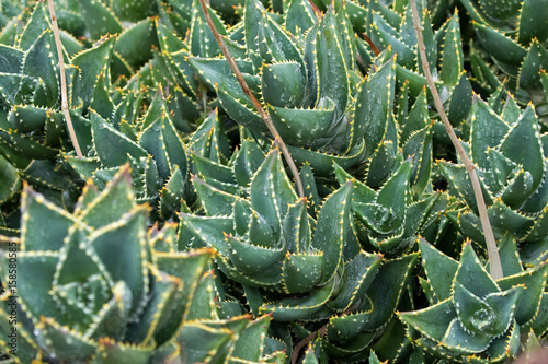 Wet Mitre Aloe, also known as rubble aloe with yellow spikes (Aloe Mitriformis) in Tasmania, Australia photo