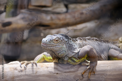 iguana