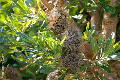 Old dried cone with follicles of Saw banksia (Old man banksia, saw-tooth banksia, red honeysuckle) photo