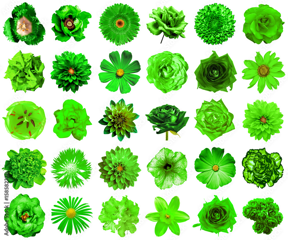 Collage of natural and surreal green flowers 30 in 1: peony, dahlia, primula, aster, daisy, rose, gerbera, clove, chrysanthemum, cornflower, flax, pelargonium, marigold, tulip isolated on white