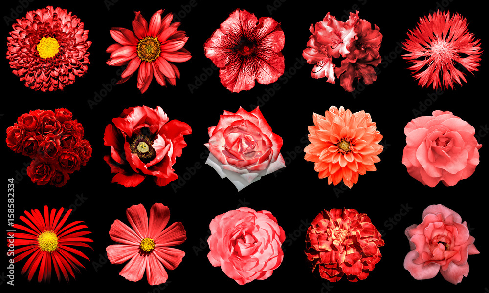 Mix collage of natural and surreal red flowers 15 in 1: peony, dahlia, primula, aster, daisy, rose, gerbera, clove, chrysanthemum, cornflower, flax, pelargonium isolated on black