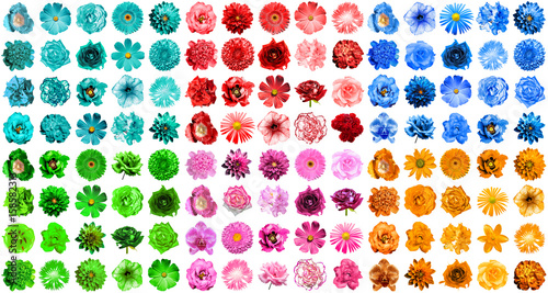 Mega pack of 120 in 1 natural and surreal blue, orange, red, green, turquoise and pink flowers isolated on white