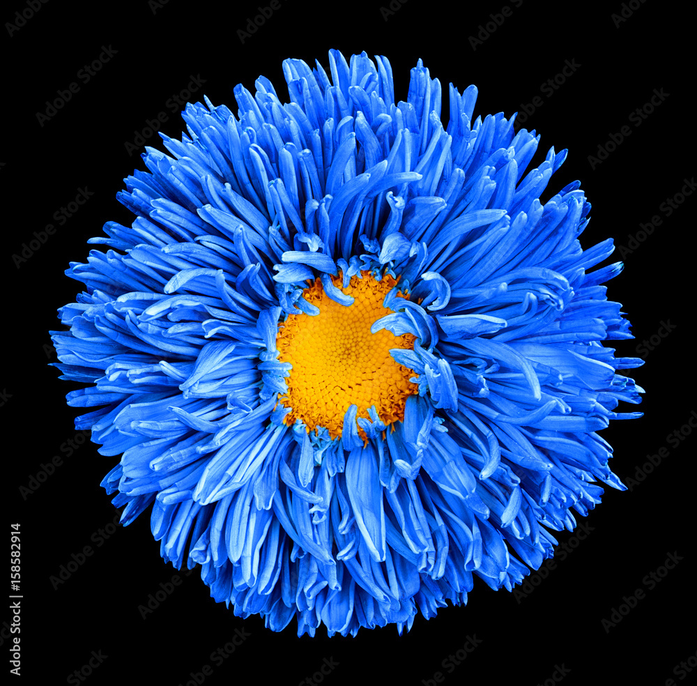 Φωτογραφία Blue aster flower with yellow heart macro photography isolated on white