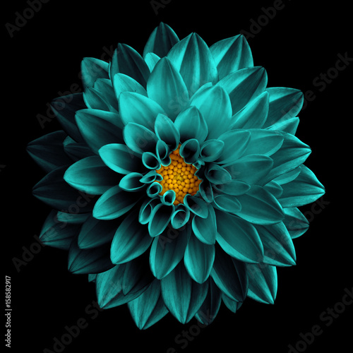 Surreal dark chrome turquoise flower dahlia macro isolated on black