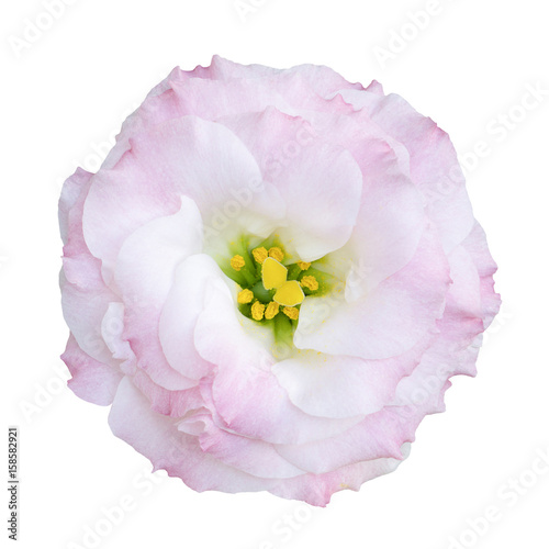 Natural tender pink and white rose flower isolated on white