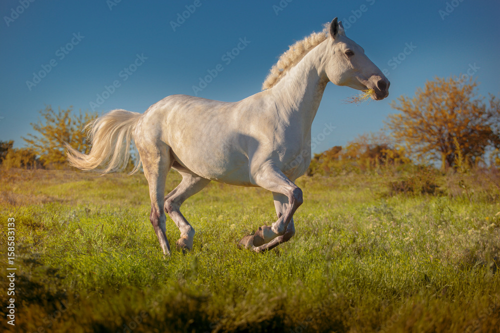 White horse runs on green field on the blue sky background in evening